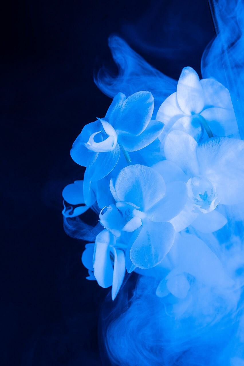 Abstract image of pale flowers against a dark blue bacground