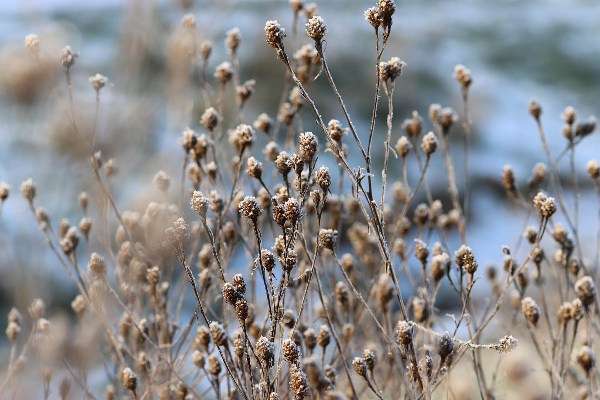 Close up image of some dried out wildflowers