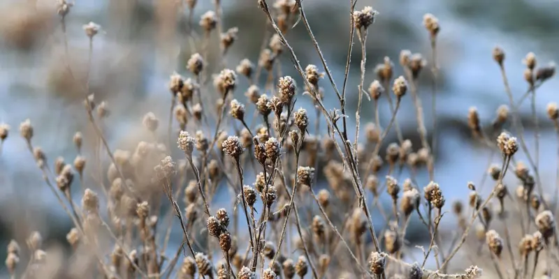 Close up image of some dried out wildflowers