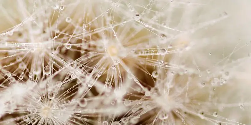 Close up image of dandelion seeds with moisture clinging to them