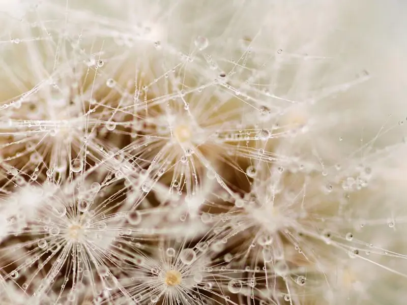 Close up image of dandelion seeds with moisture clinging to them